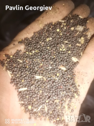 Продавам просо и рапица, снимка 2 - За птици - 53562886