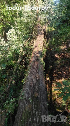Трупи липа , снимка 2 - Други стоки за дома - 51082086