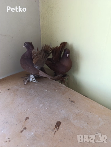 Гълъби ростовски, снимка 2 - Гълъби - 52224460
