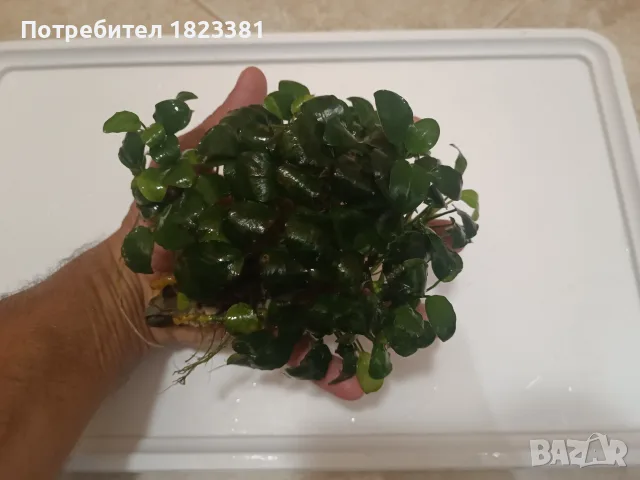 Анубиас аквариумни растения 