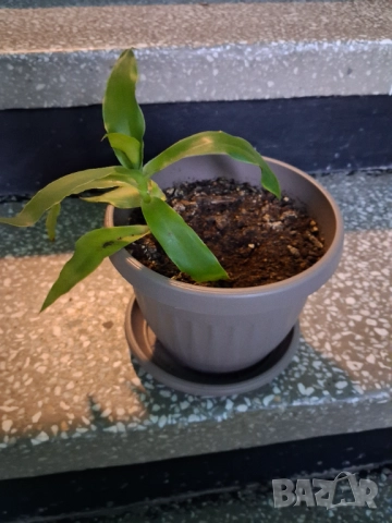 Кализия и Хлорофитум