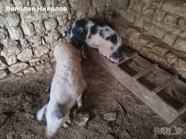 Прасета, снимка 6 - Прасета - 53480787