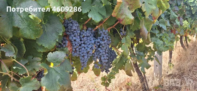 Продавам винено грозде, сорт "мерло", снимка 4 - Домашни напитки - 55652783