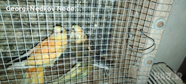 Продавам пойни страки