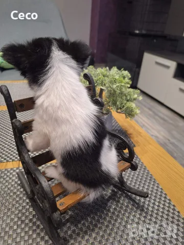 Бебе   Чихуахуа  , снимка 5 - Чихуахуа - 55848622