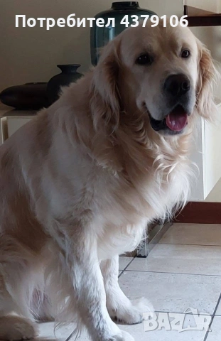 Голдън ретривър момче родословен баща, снимка 13 - Голдън ретривър - 53036033