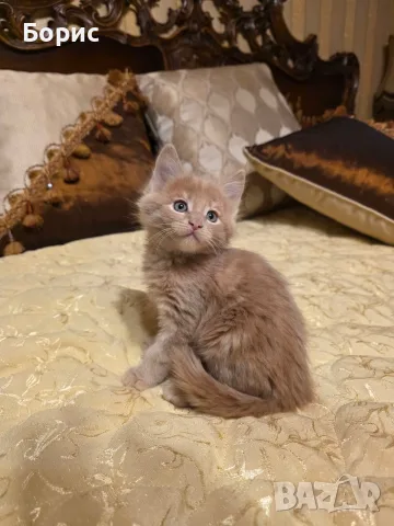 Мейн куун котета, снимка 3 - Мейн кун - 56403645