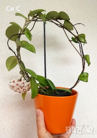 Ароматна ХОЯ 💯 ВОСЪЧЕ , снимка 6 - Стайни растения - 45586500