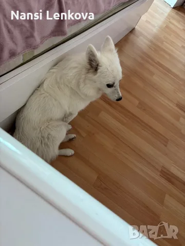 🐶 Продавам немски шпиц – 8 месеца ❤️ Продавам женско кученце от породата немски шпиц, на 8 месеца, , снимка 4 - Немски шпиц - 56208412