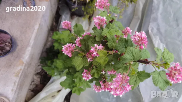 Касис кинг едуард, снимка 3 - Разсади - 49967870