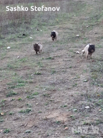 Виатнамски прасета , снимка 4 - Прасета - 52514115