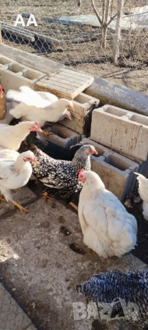 млади ярки, снимка 6 - Кокошки и пуйки - 53106385