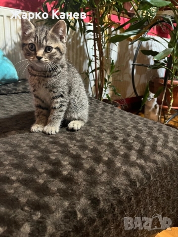 Страхотно  британче, снимка 3 - Британска късокосместа - 52505141