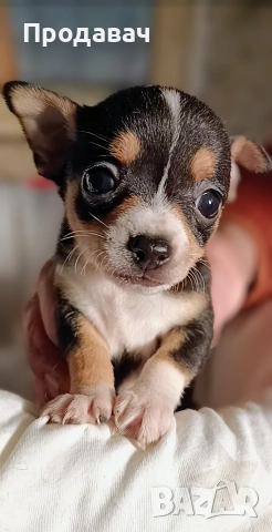 Чихуахуа , снимка 3 - Чихуахуа - 52887091
