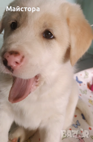 Продавам куче Акита, снимка 6 - Акита - 53533566