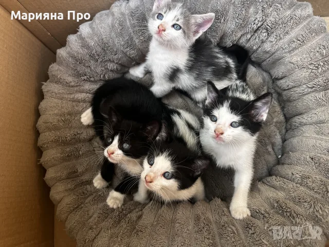 Подарявам малки котенца на 1 месец, снимка 2 - Други - 56151631