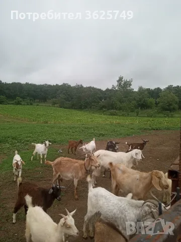 продавам ярета мъжки кастрирани 