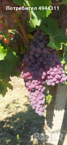 Продавам грозде, снимка 6 - Домашни продукти - 56007322