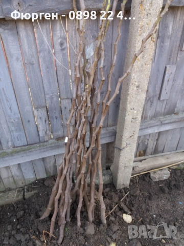  Плодни дръвчета, снимка 8 - Разсади - 52508208