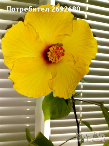 Китайска роза/хибискус/видове/стайно растение 