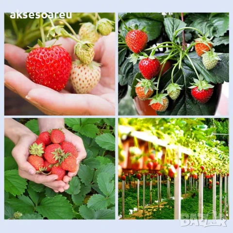 100 бр. ягодови семена от гигантска ягода градинско плодово растение сладки и вкусни червени ягоди, снимка 10 - Сортови семена и луковици - 50619114