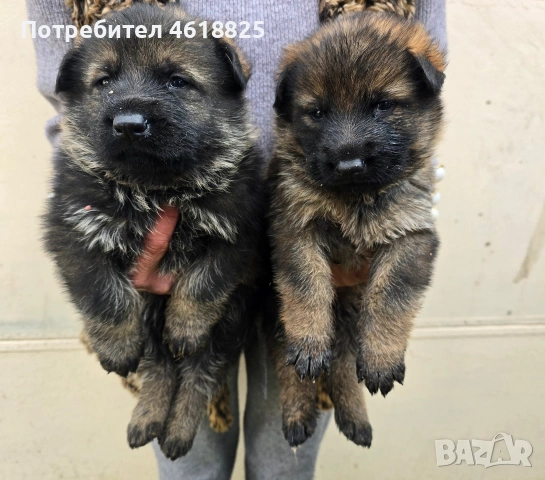 Сиви немски овчарки , снимка 5 - Немска овчарка - 53635810