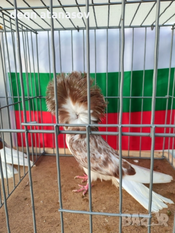 Блондинети, снимка 11 - Гълъби - 51871308