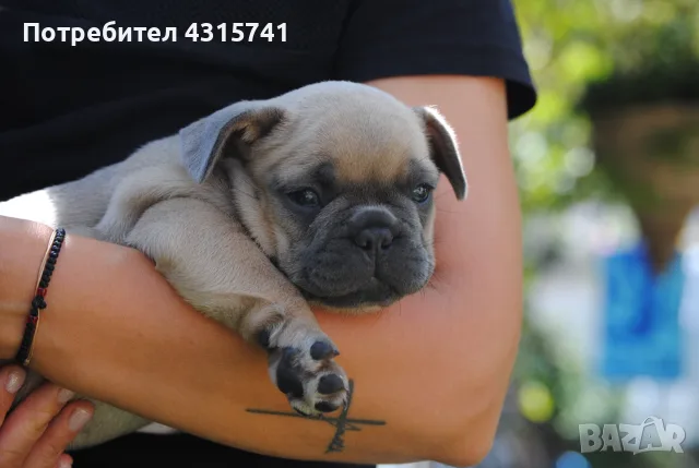 френски булдог-момчета, снимка 2 - Френски булдог - 55711245