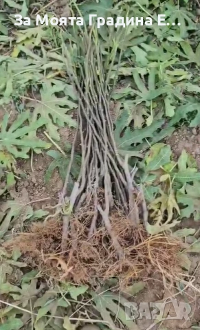 Смокиня Мичуринска , снимка 6 - Градински цветя и растения - 53618424