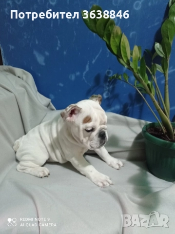 Английски булдог, снимка 10 - Английски булдог - 52064316