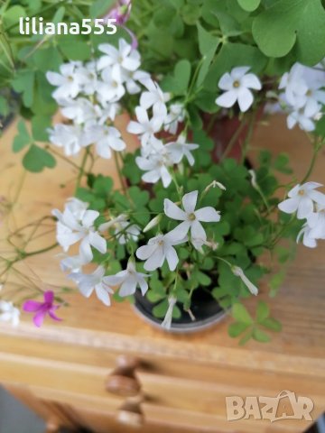 Детелина  студоустойчива  розов и бял цвят, снимка 9 - Градински цветя и растения - 40803577