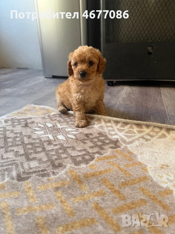 Той пудел момченце 