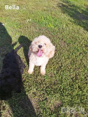 Малтипу/Maltipoo , снимка 4 - Пудели - 55911428