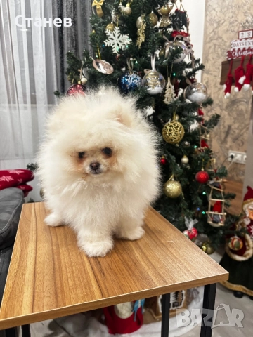 Померан момче бяло