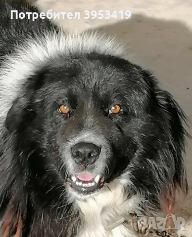 каракачански кученца със доказан произход, снимка 9 - Каракачанска овчарка - 52579680