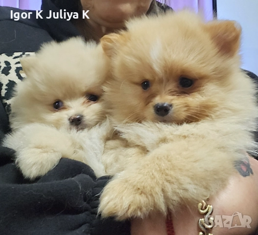 Уникални миниатюрни пухкави померани мини шпицове