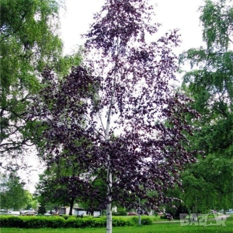 Червенолистна бреза в саксия 