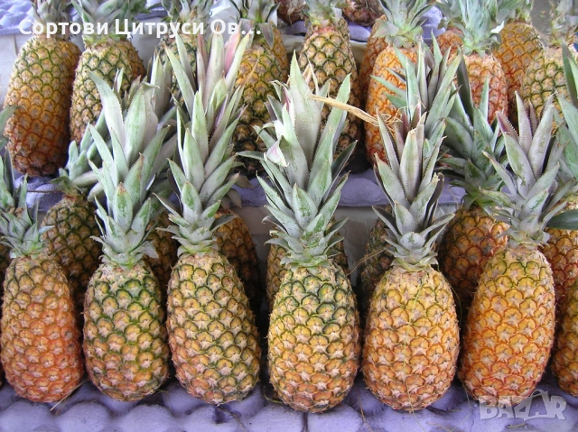 Ананас Разсад