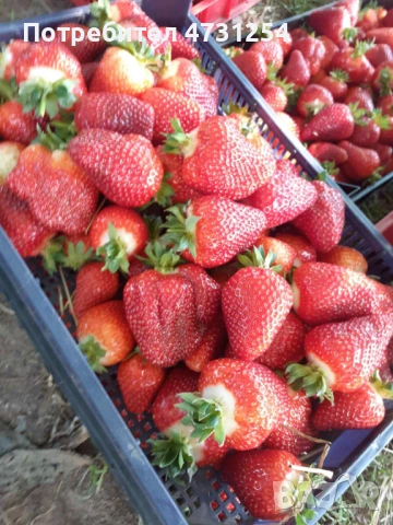 Расзад ягоди , снимка 5 - Разсади - 53396269