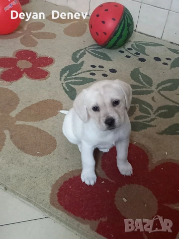 лабрадор реитривър , снимка 4 - Лабрадор ретривър - 52878460