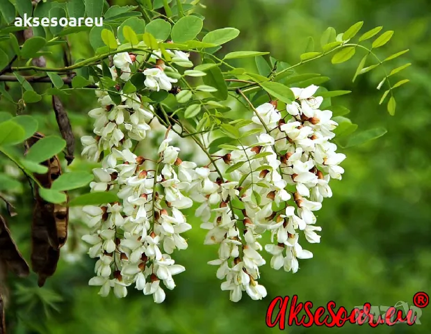 Продавам 400 висококачествени семена от бързо растяща Бяла медоносна акация Бял облагороден салкъм , снимка 12 - Сортови семена и луковици - 49258986