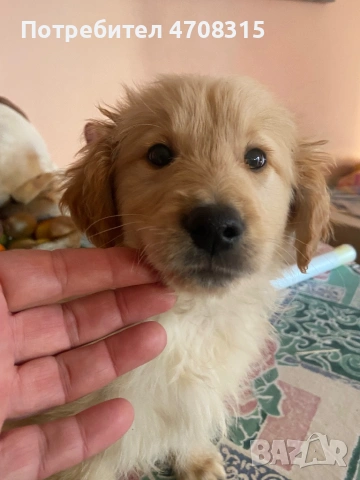 Голдън ретривър игриво момченце, снимка 5 - Голдън ретривър - 53630714