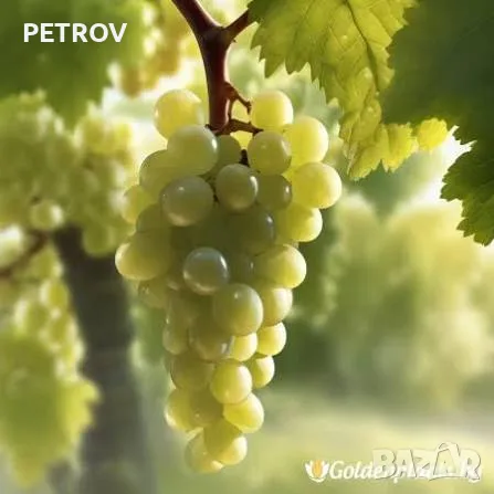 Продавам грозде тунел мускет и перла