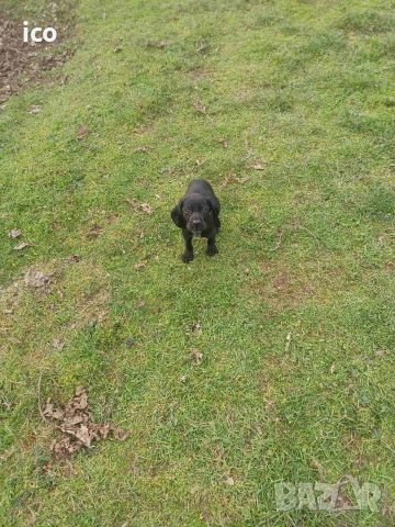 3 кученца курцхаар/кокер, снимка 7 - Курцхаар - 52969383