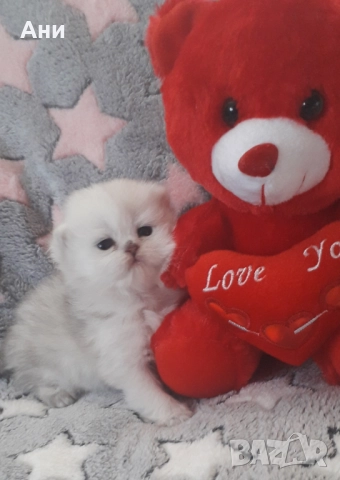 КОТЕНЦА МЕЧТА , снимка 3 - Чинчили - 52469102