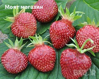 Ягода - Чери Бери, снимка 2 - Градински цветя и растения - 53645641