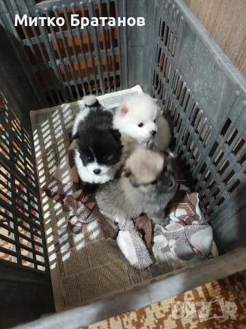 Продавам померани