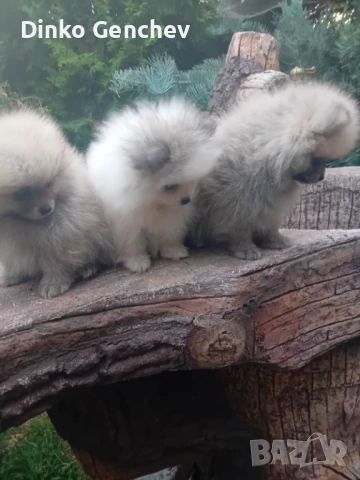 Продавам мини померани, снимка 1
