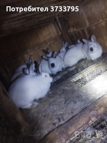 Калифорнийски зайци 