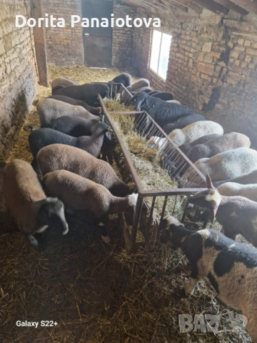 Продавам агнета